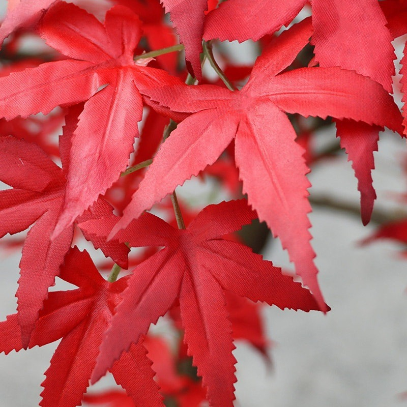 Red maple tree floor-to-ceilin - Gardening Hand Tools Japanese recension och pris
