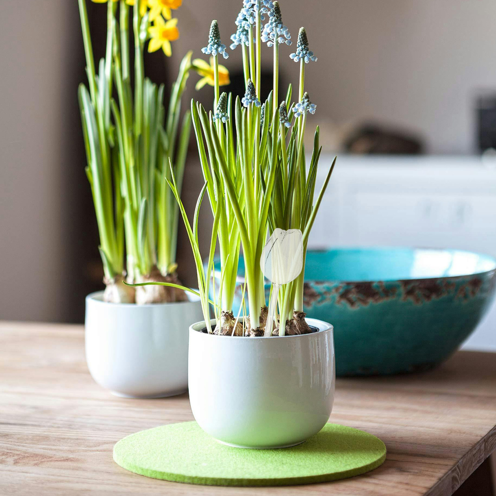 2Pcs Premium High Borosilicate - Self-Watering Planter recension och pris